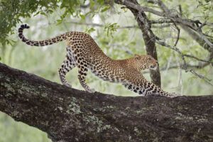 Why You Should Visit Jhalana Leopard Safari?