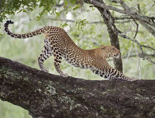 Why You Should Visit Jhalana Leopard Safari?