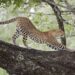 Why You Should Visit Jhalana Leopard Safari?